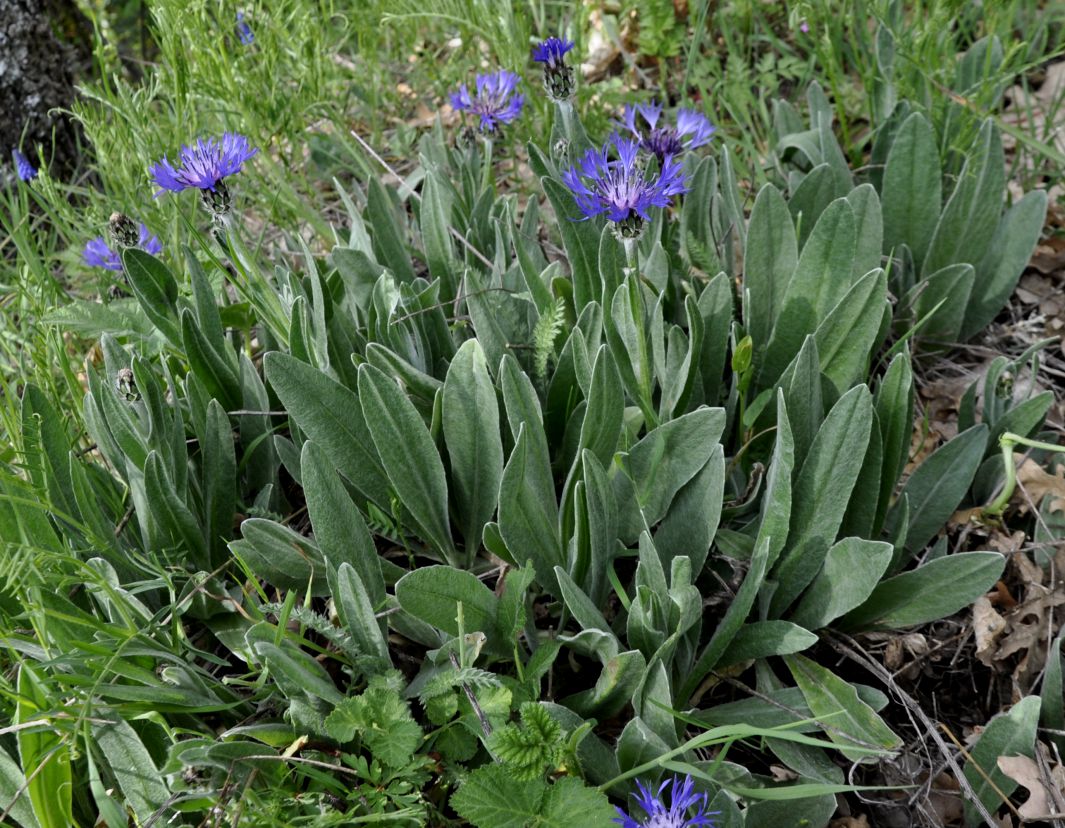 Изображение особи Centaurea triumfettii ssp. axillaris.