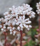 Sedum album