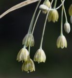 genus Allium