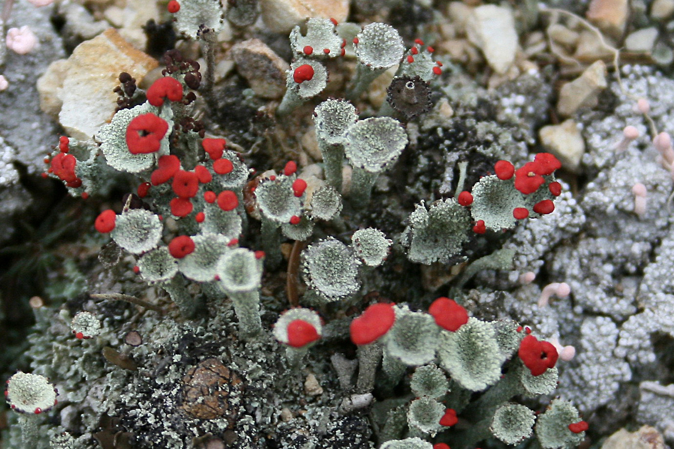 Изображение особи род Cladonia.