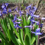 Hyacinthus orientalis