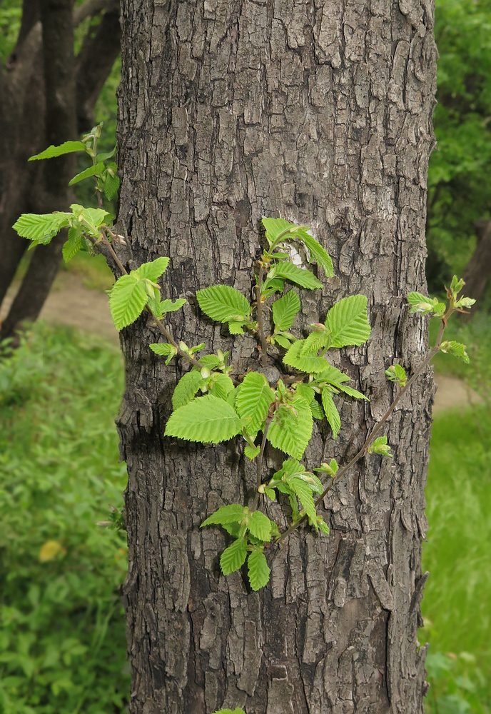 Image of Ostrya virginiana specimen.