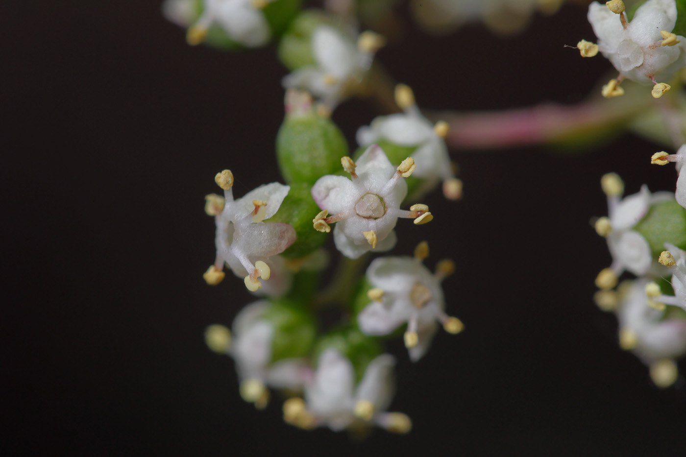 Image of Sambucus racemosa specimen.