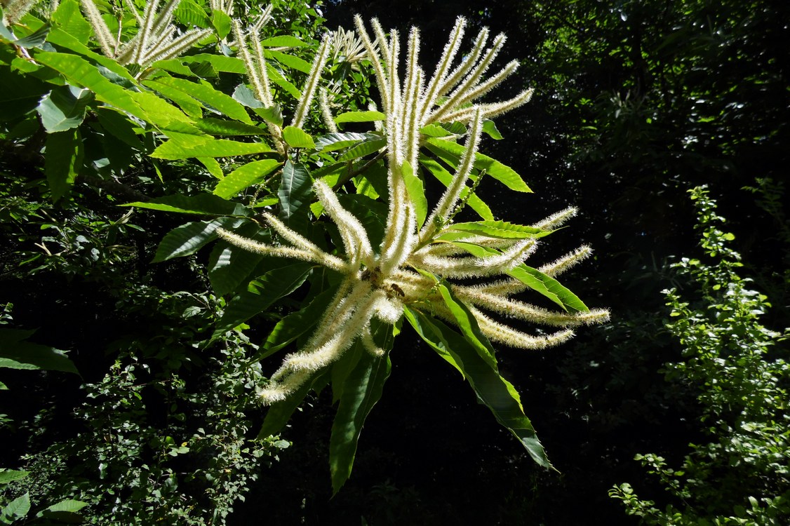 Изображение особи Castanea sativa.