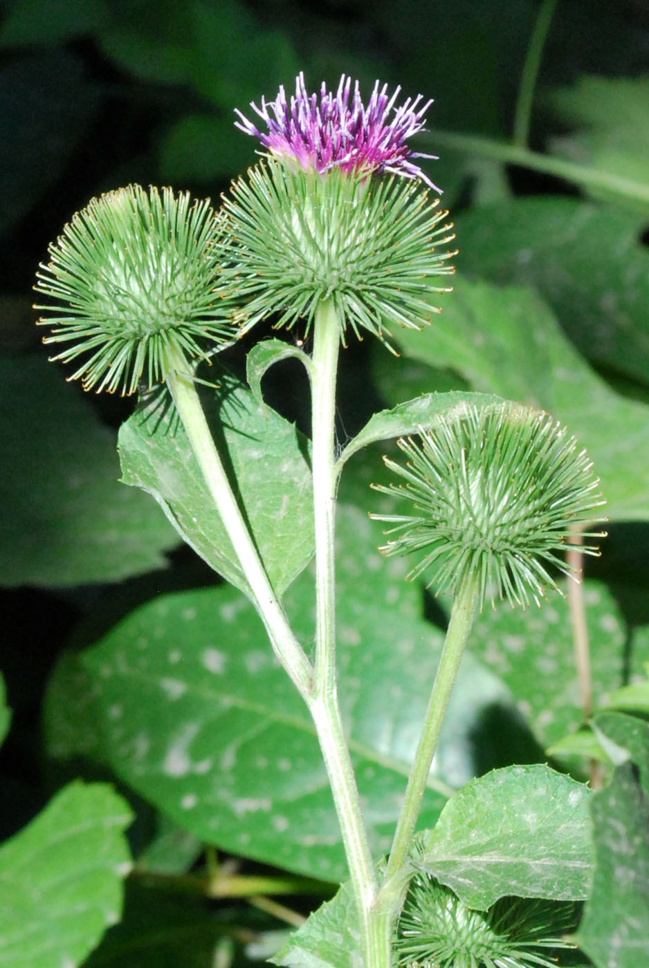 Изображение особи Arctium leiospermum.