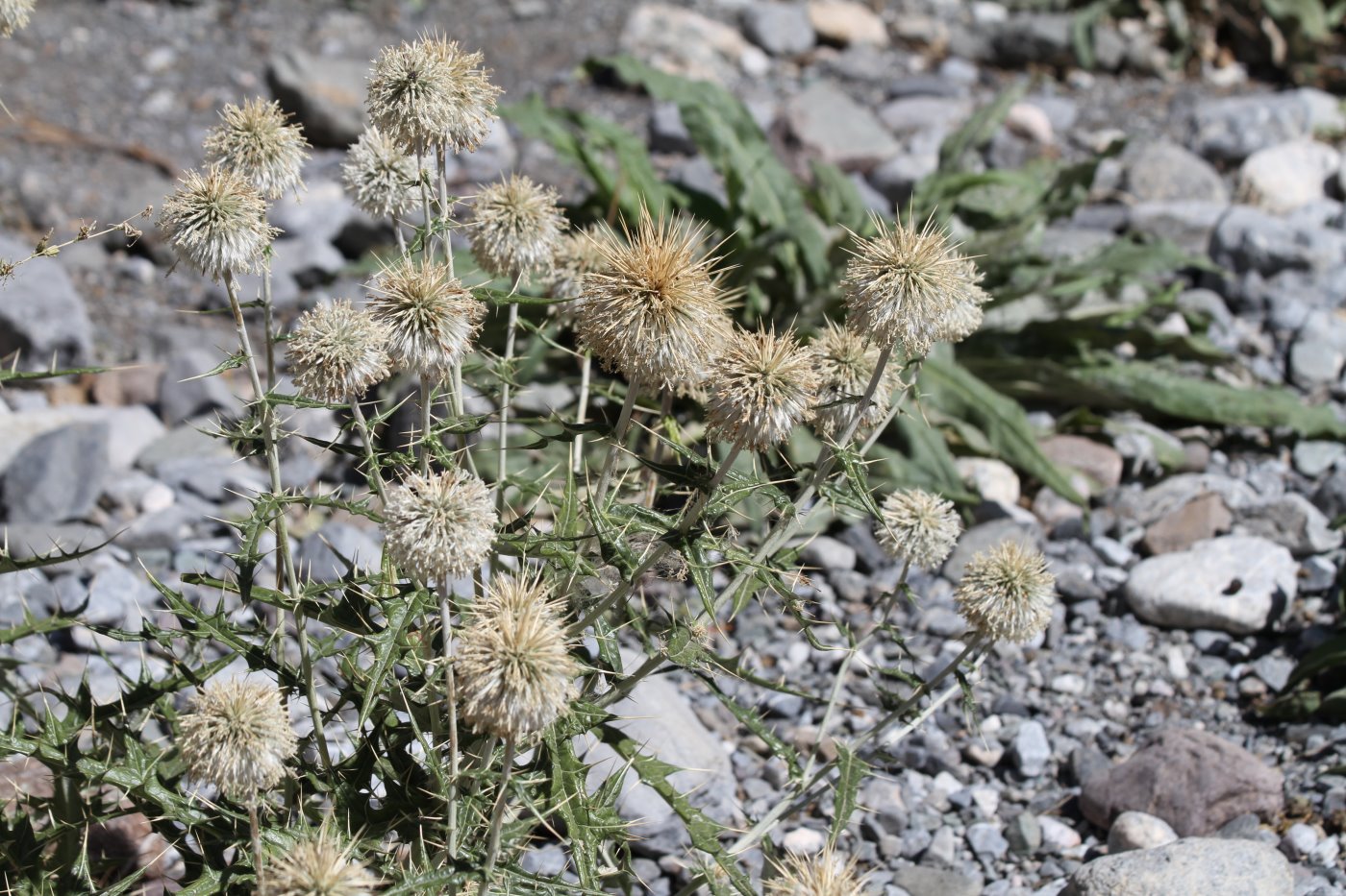 Изображение особи Echinops maracandicus.