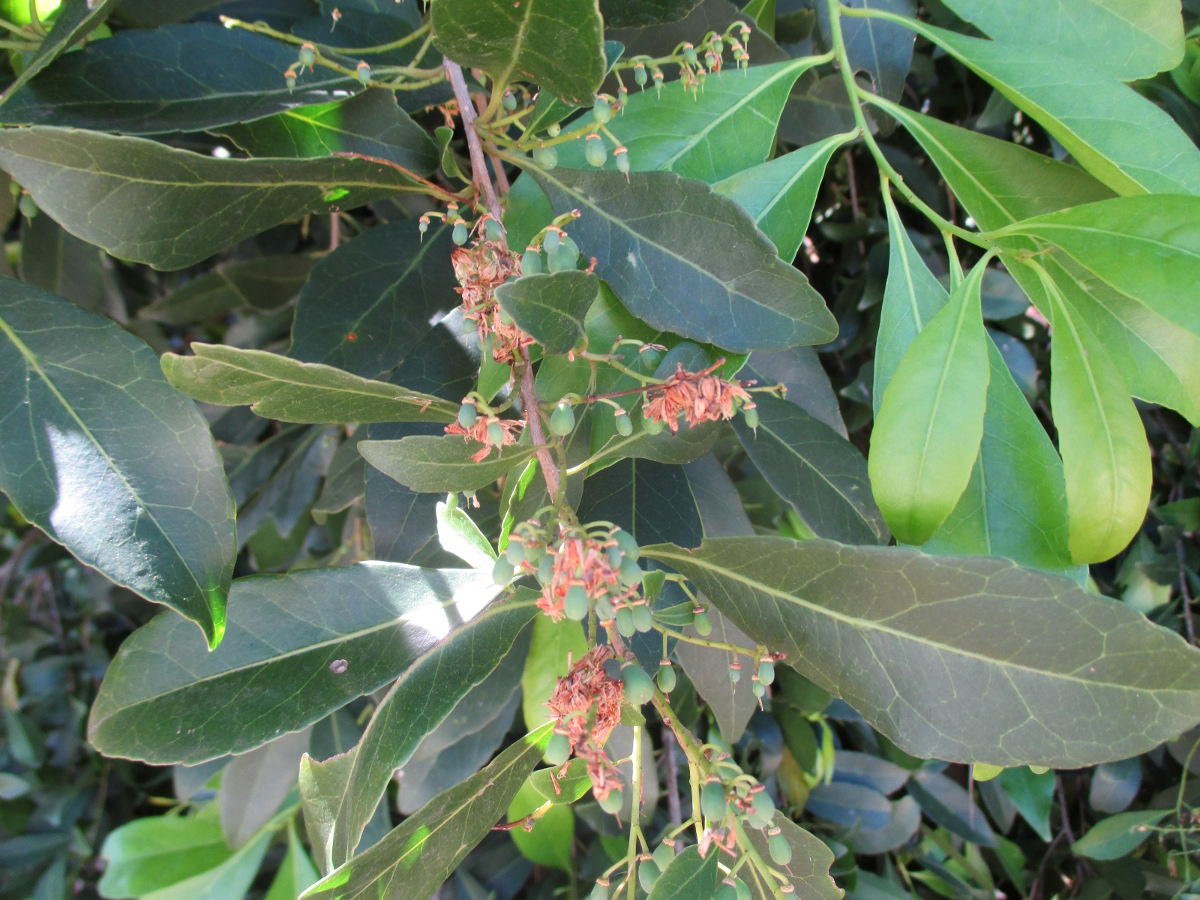 Image of Elaeocarpus obovatus specimen.