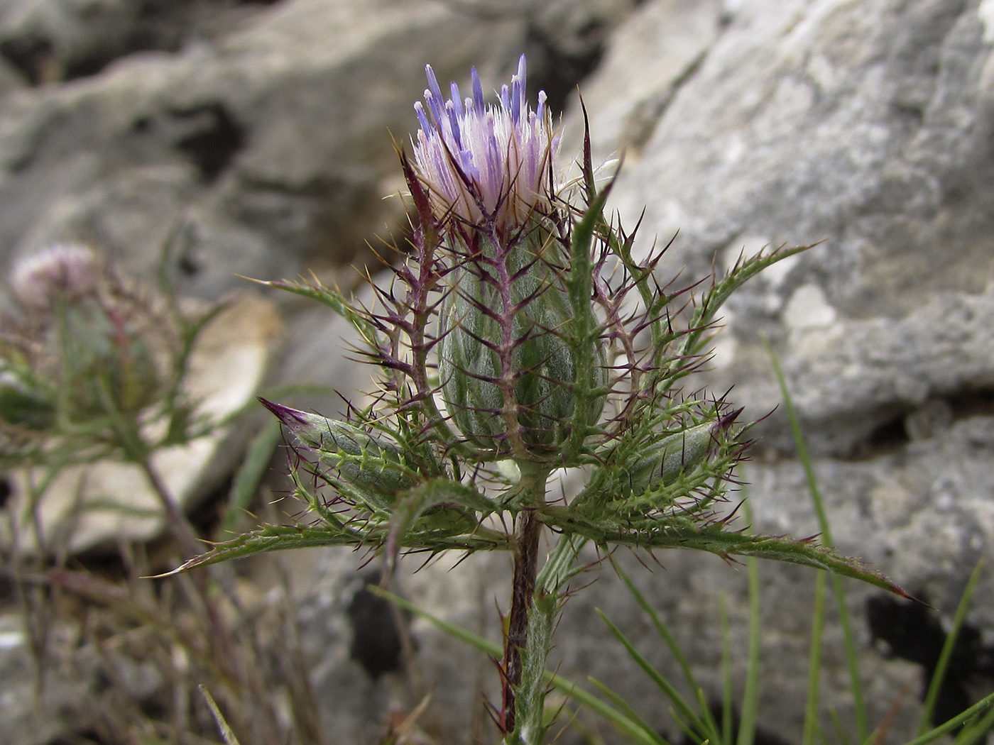 Image of Atractylis cancellata specimen.