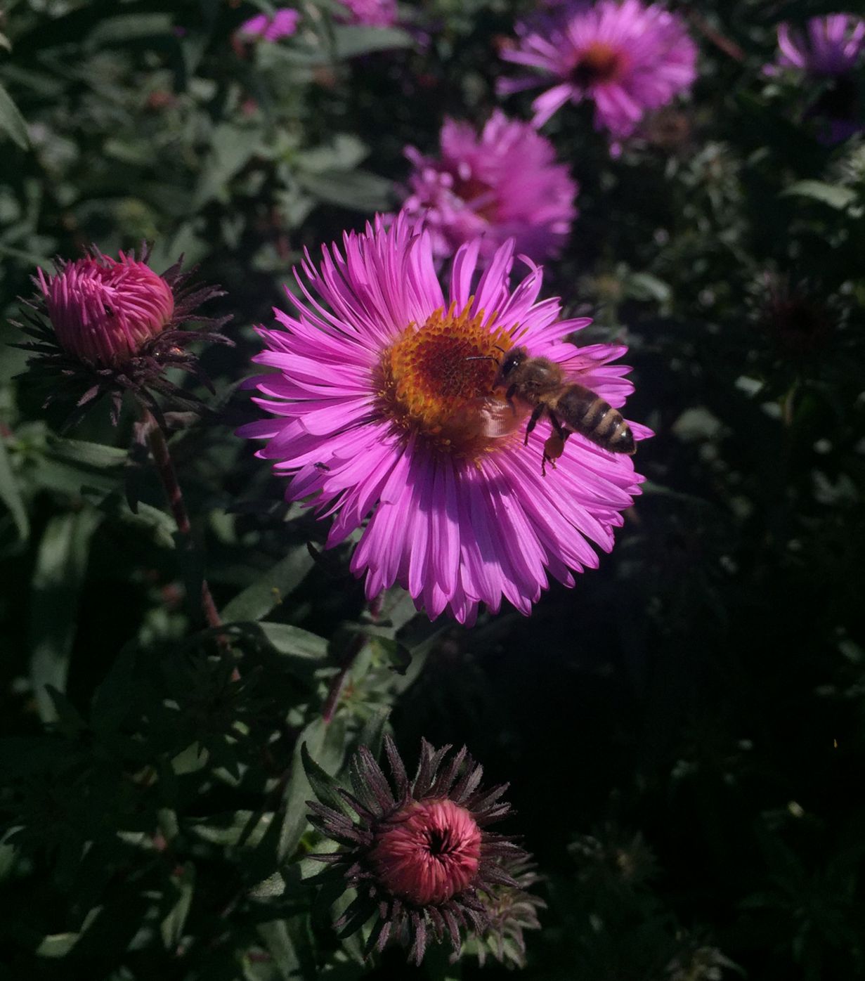 Image of Symphyotrichum novae-angliae specimen.