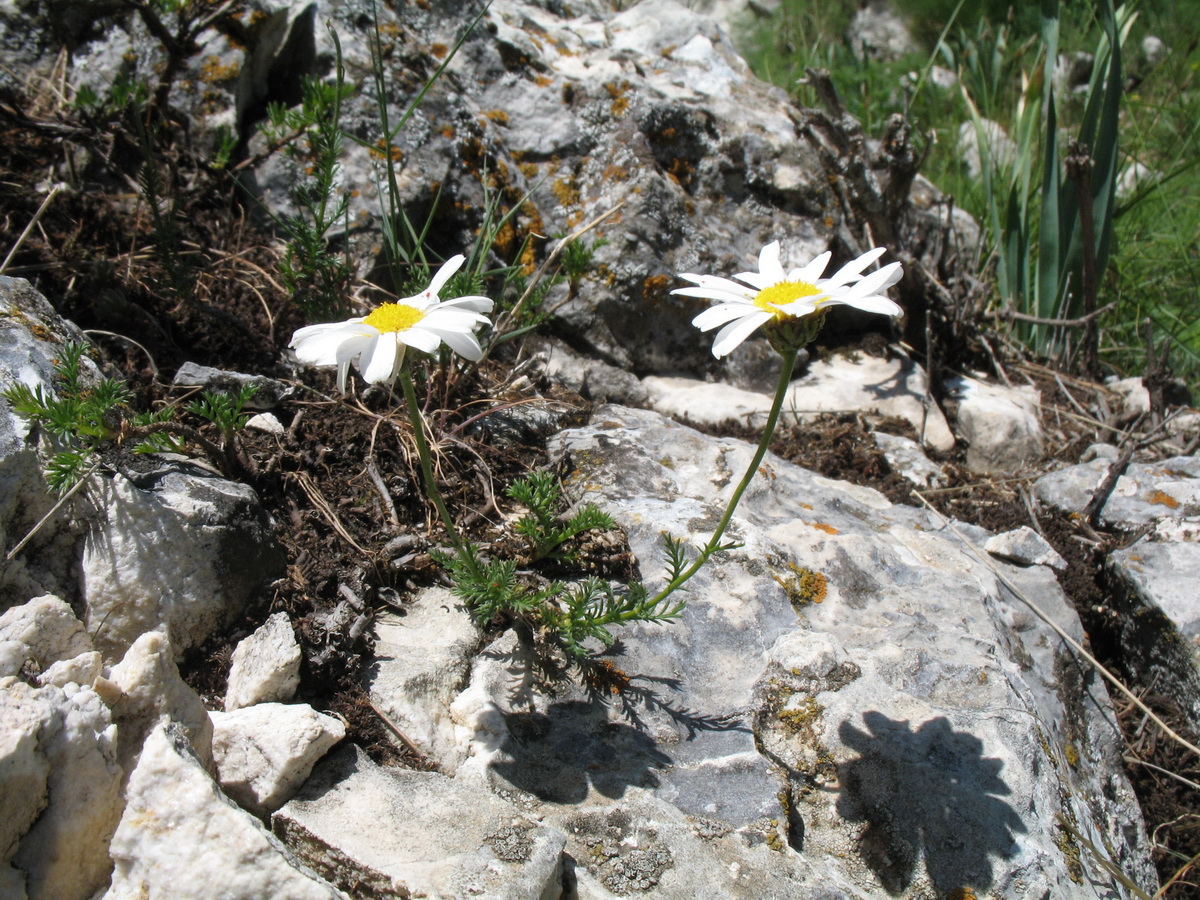 Image of Richteria tianschanica specimen.