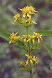 Solidago cuprea. Часть общего соцветия. Сахалинская обл., Охинский р-н; п-в Шмидта, бассейн р. Пильво, заросшая грунтовая дорога. 14.07.2017.