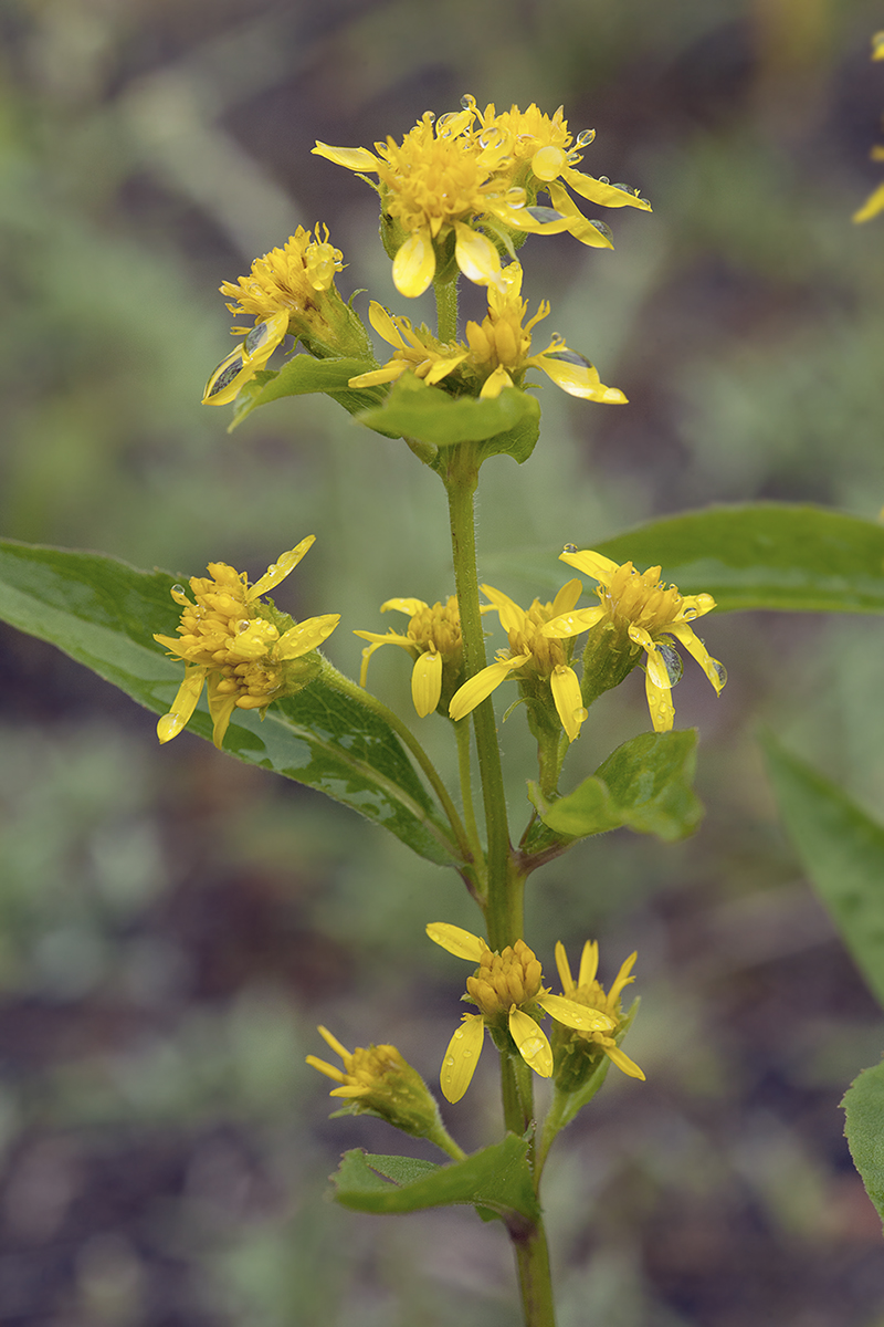 Image of Solidago cuprea specimen.