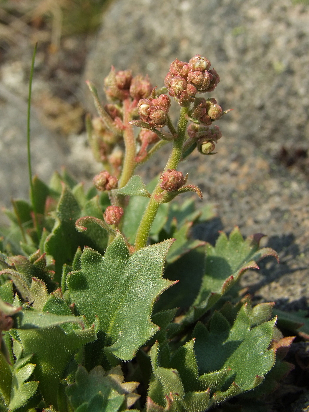 Image of Micranthes punctata specimen.