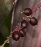 Cordyline fruticosa. Часть соплодия. Израиль, Шарон, г. Тель-Авив, ботанический сад тропических растений. 22.01.2018.