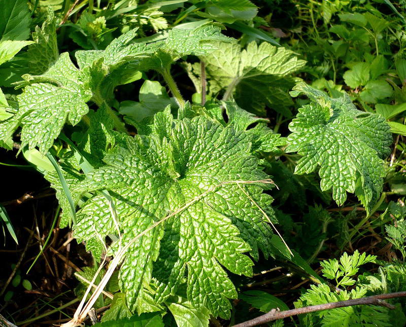 Image of Leonurus quinquelobatus specimen.