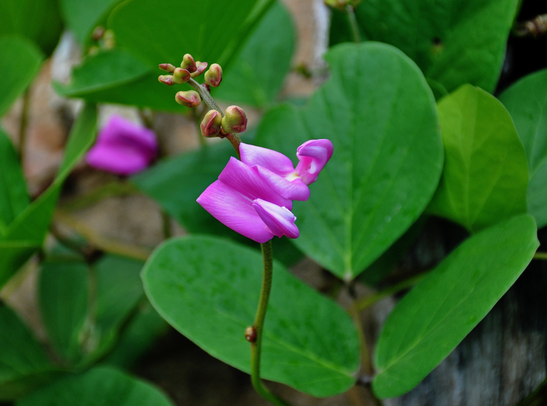 Image of Canavalia maritima specimen.