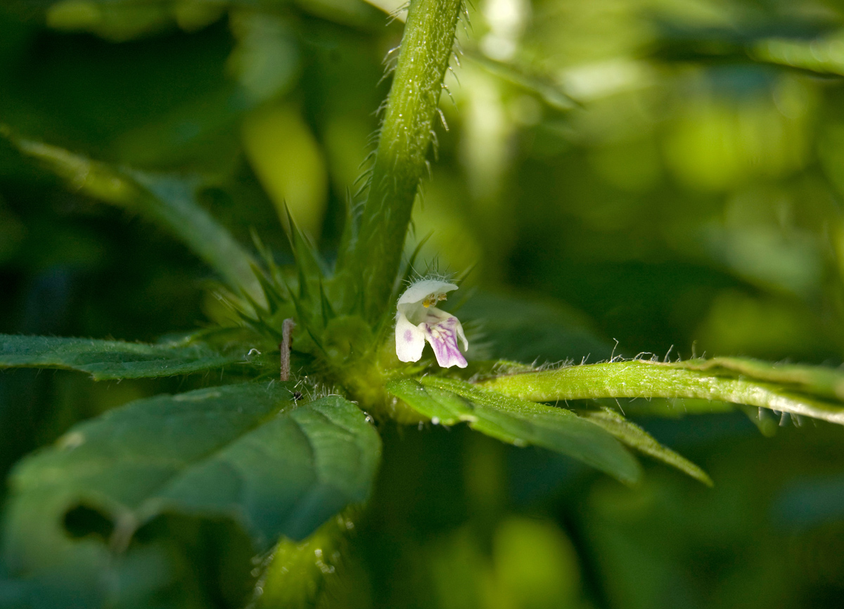 Image of Galeopsis bifida specimen.