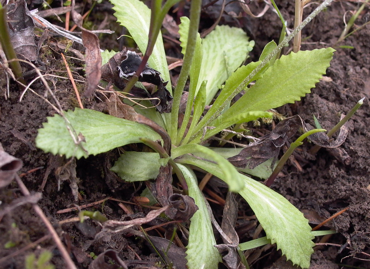 Image of Primula serrata specimen.