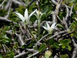 Ornithogalum pumilum. Цветущее растение, выросшее среди ветвей Rhamnus saxatilis. Греция, о-в Крит, ном Ханья (Νομός Χανίων), дим Платаньяс (Δήμος Πλατανιά), горный массив Лефка Ори (Λευκά Όρη), окр. туристического приюта Каллерги (Καλλέργη), ≈ 1700 м н.у.м., каменистый склон. 28 июня 2017 г.