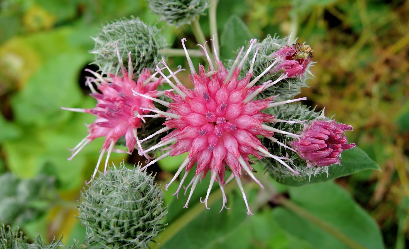 Изображение особи Arctium tomentosum.