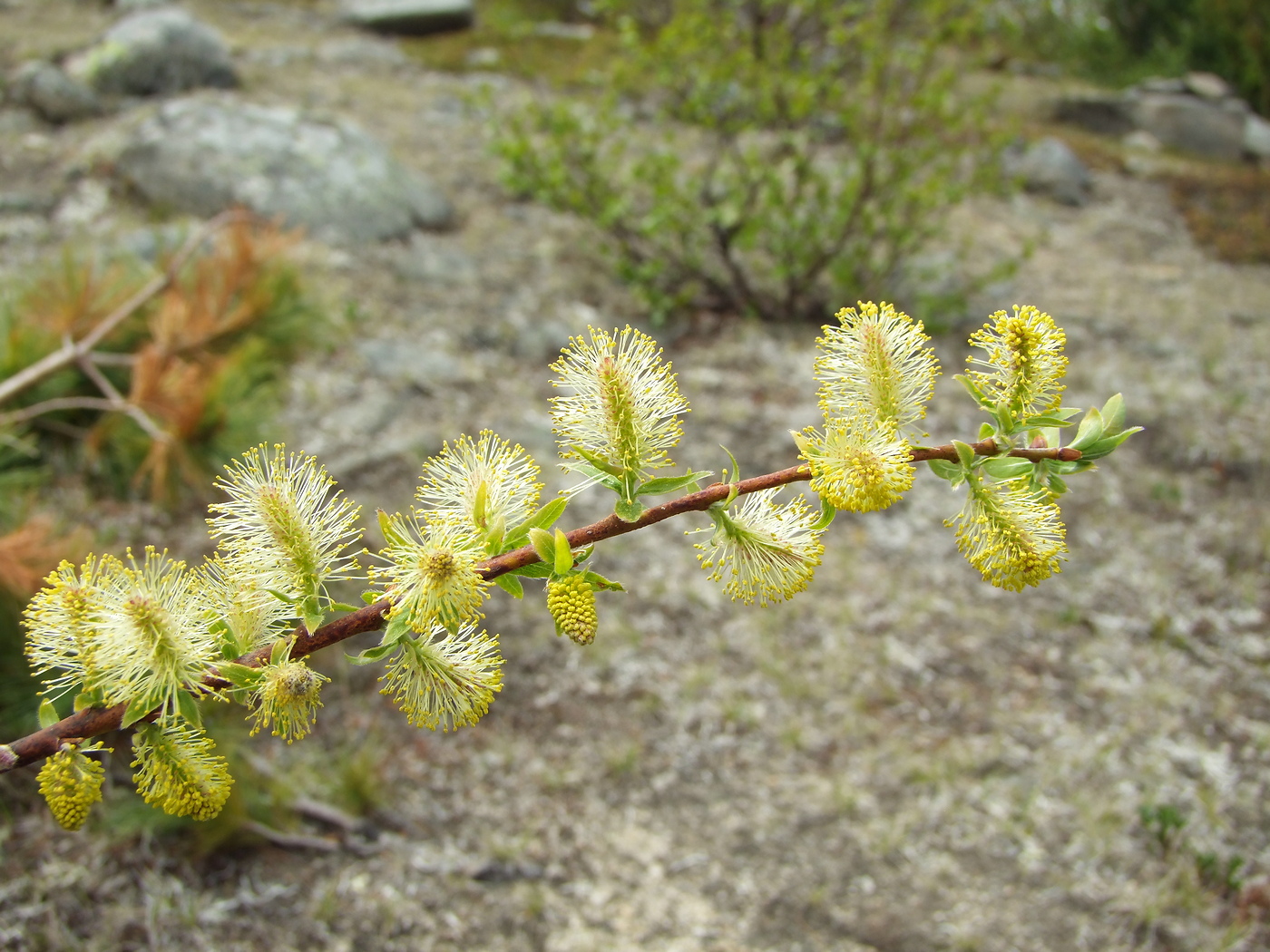 Image of Salix bebbiana specimen.