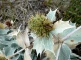 Eryngium maritimum. Соплодие и листья. Калининградская обл., г. Балтийск, городской пляж. 11 августа 2018 г.