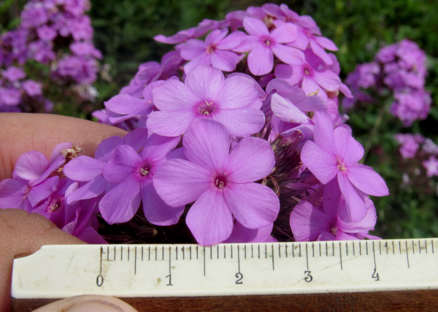 Image of Phlox &times; arendsii specimen.