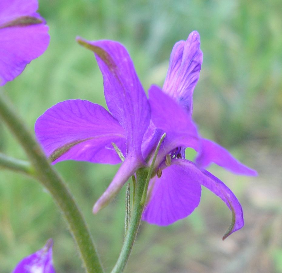 Image of Delphinium hispanicum specimen.