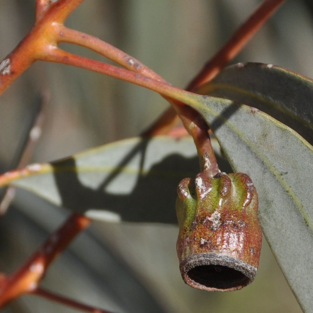 Image of genus Eucalyptus specimen.