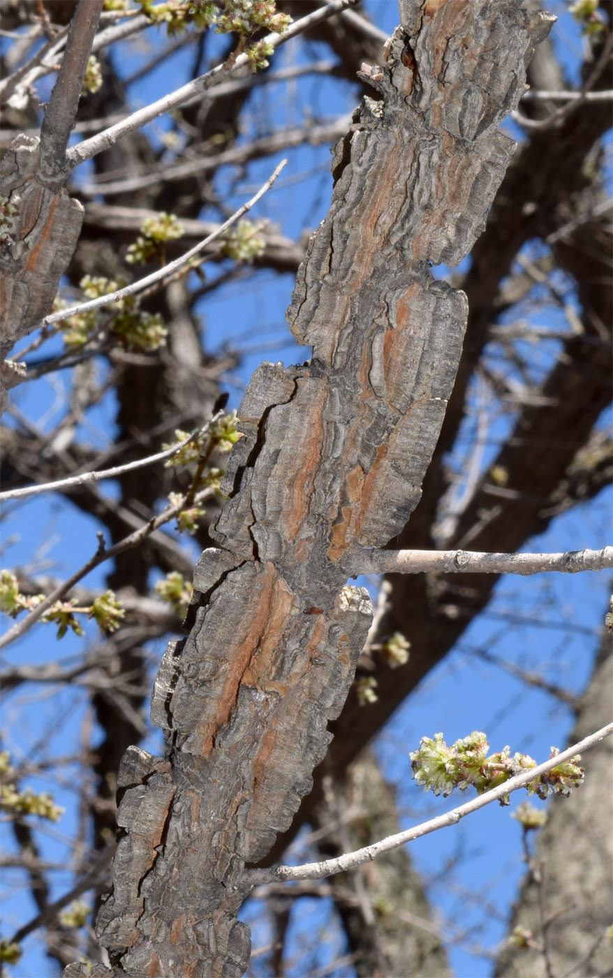 Изображение особи Ulmus minor.