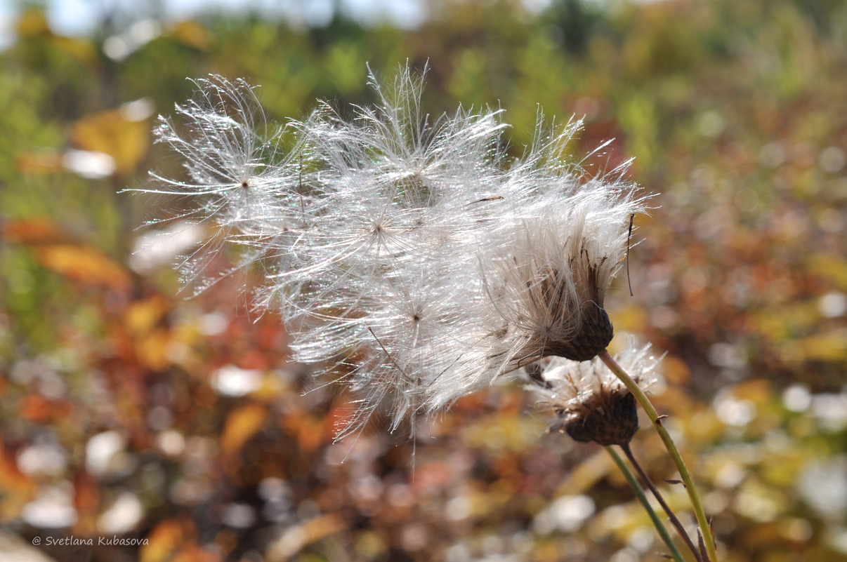 Image of Cirsium setosum specimen.