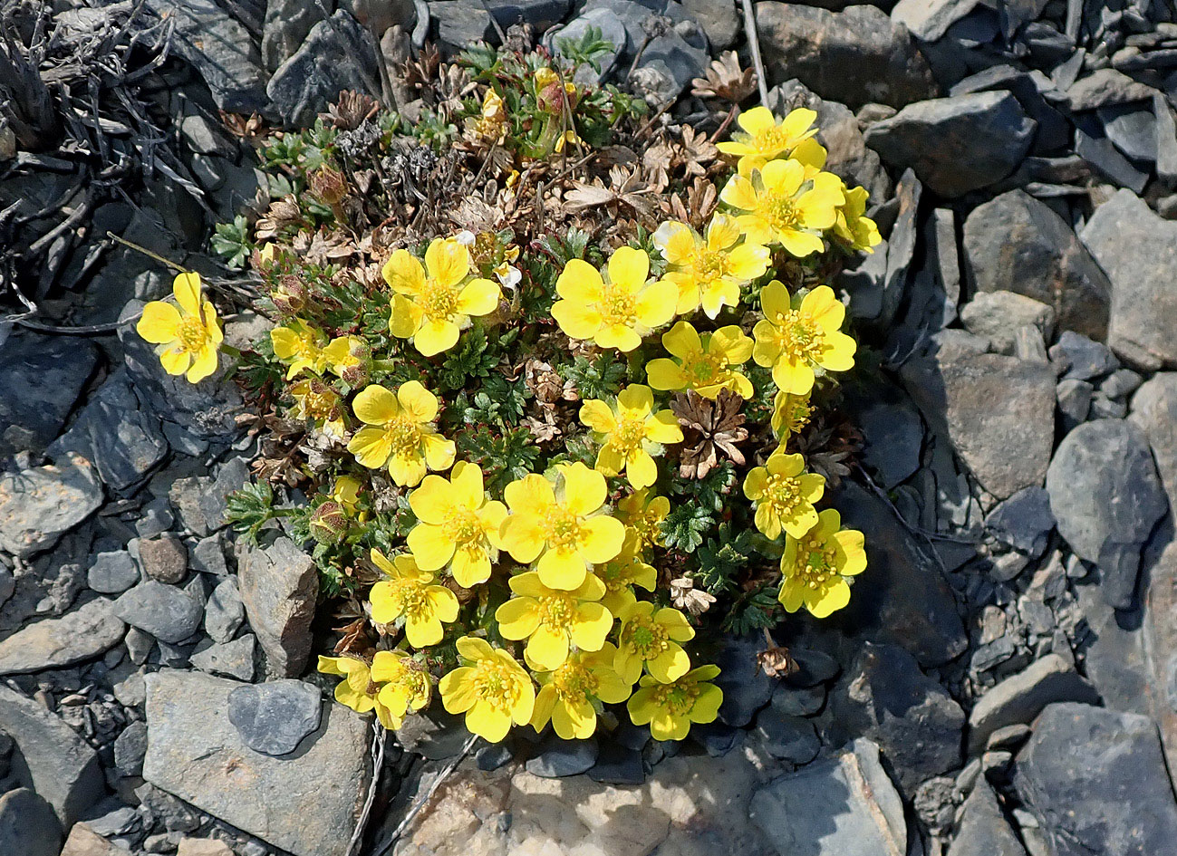 Image of Potentilla pulviniformis specimen.