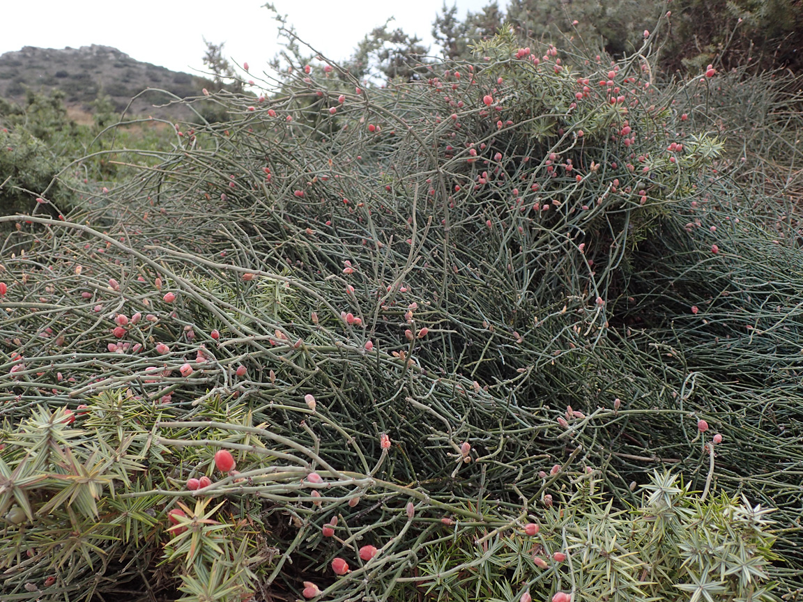 Image of Ephedra foeminea specimen.