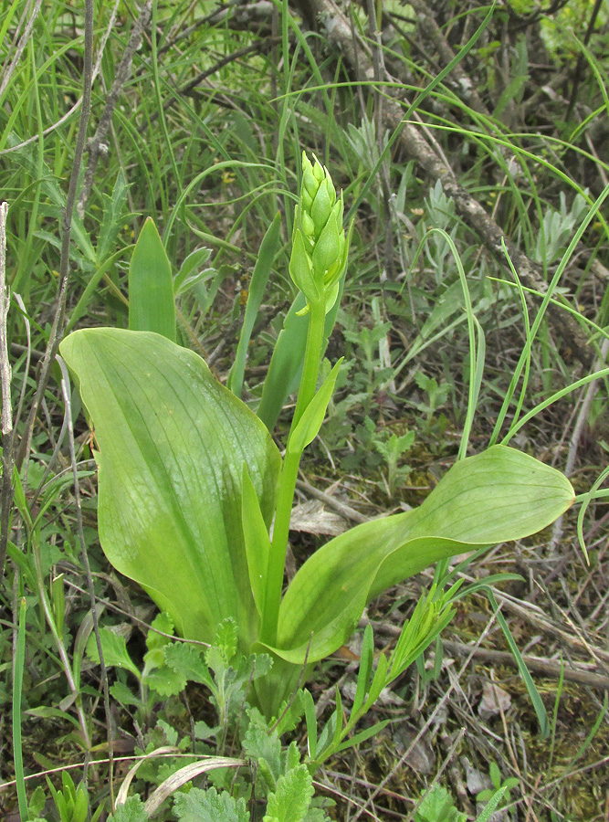 Изображение особи Platanthera chlorantha.