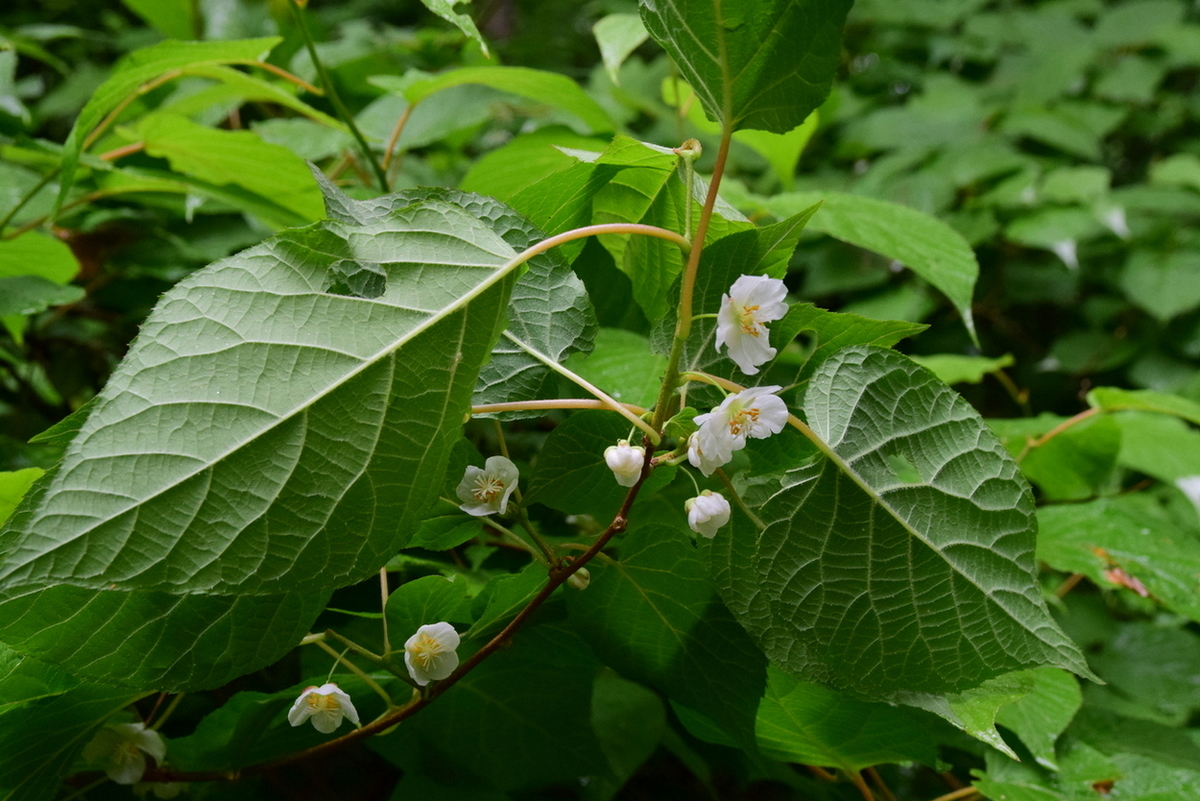 Image of Actinidia kolomikta specimen.