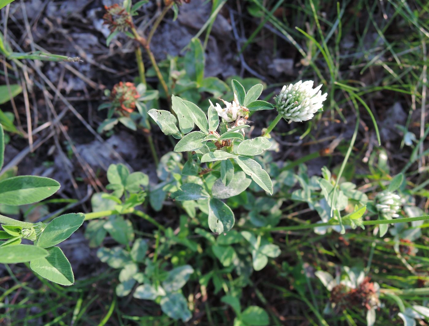 Image of Trifolium pratense specimen.