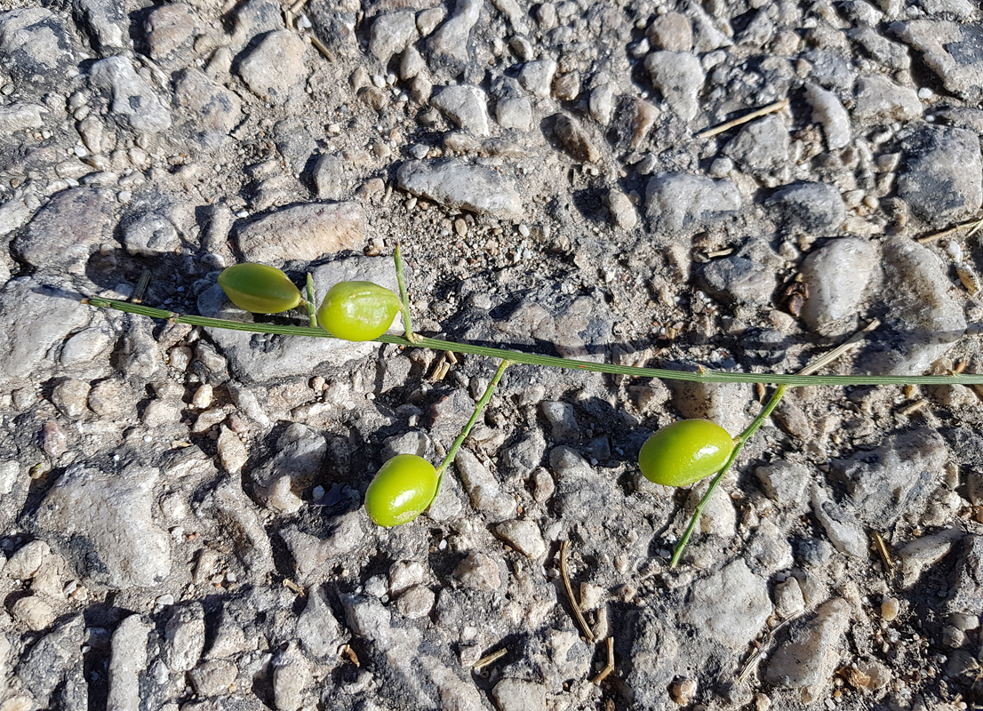 Image of Retama monosperma specimen.