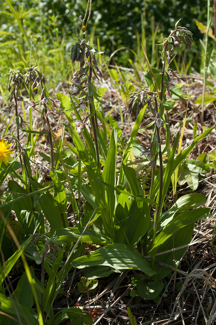 Изображение особи Epipactis palustris.