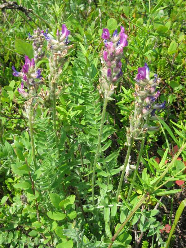 Image of Oxytropis erecta specimen.