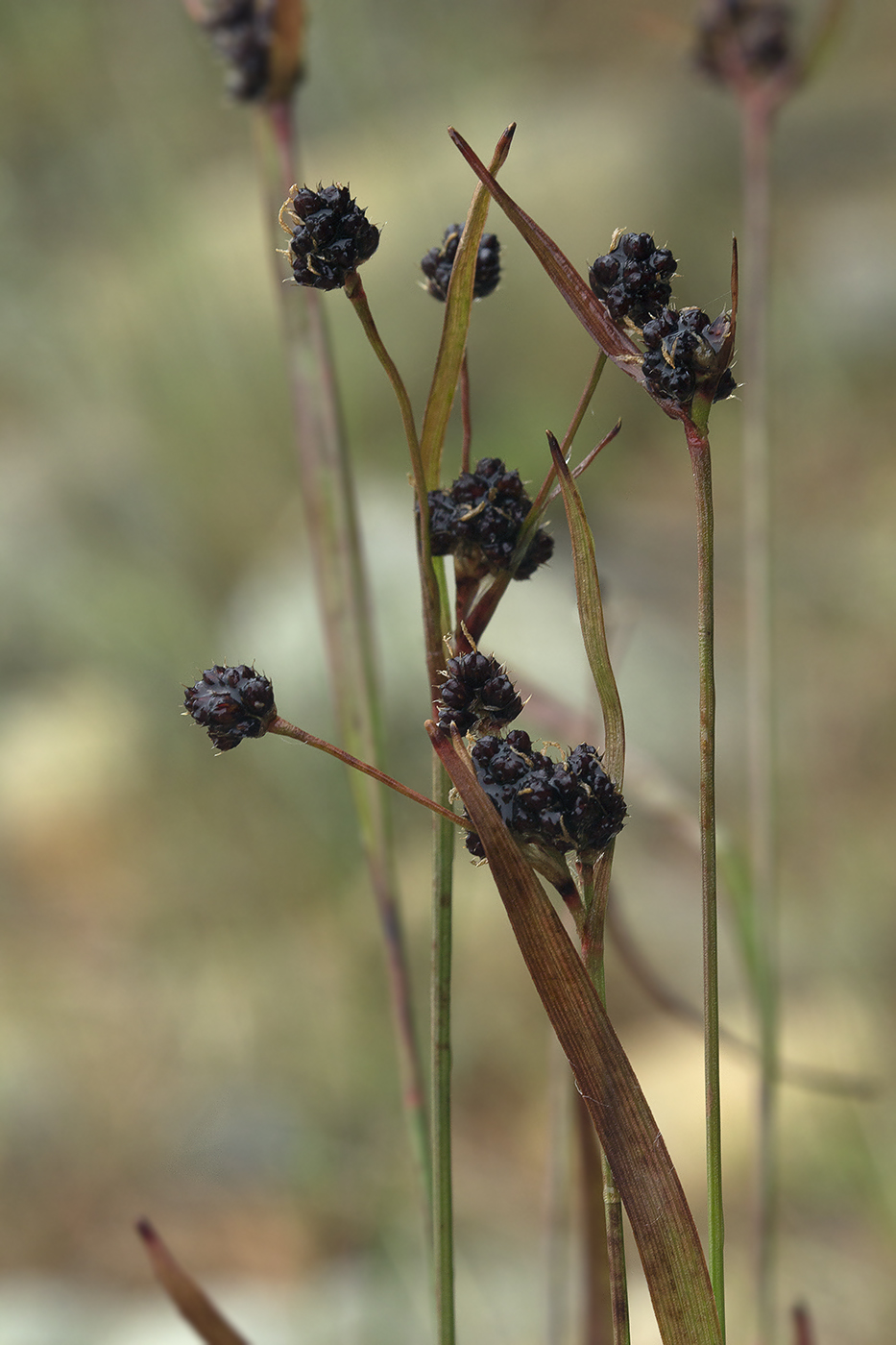 Image of Luzula kjellmaniana specimen.