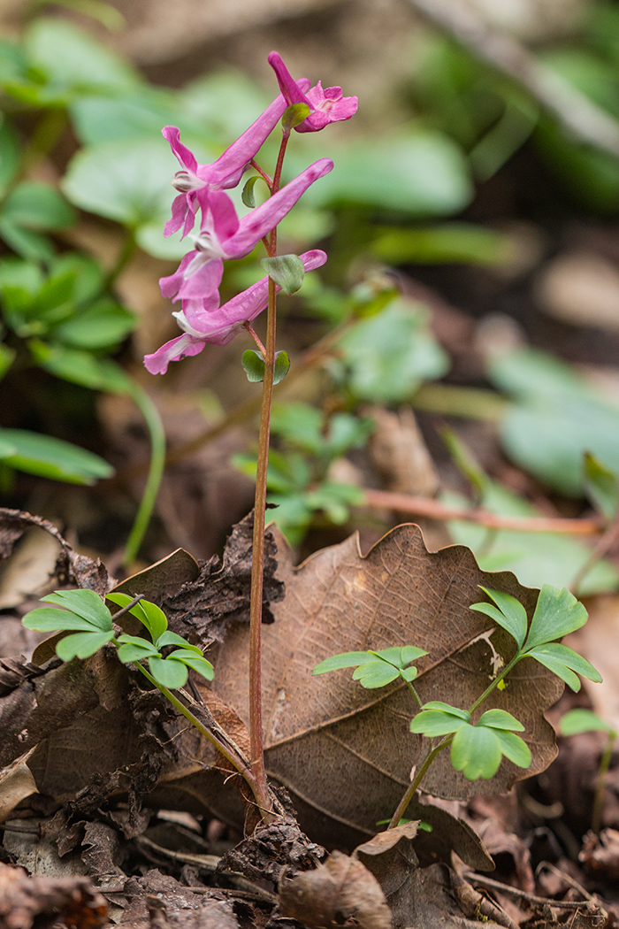 Image of Corydalis caucasica specimen.