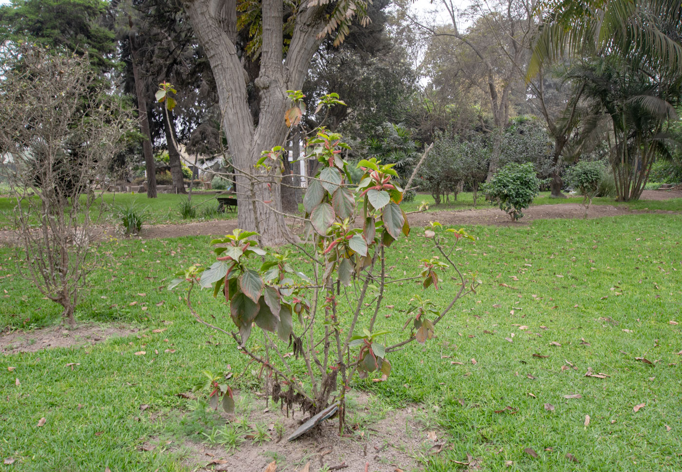 Image of Acalypha hispida specimen.