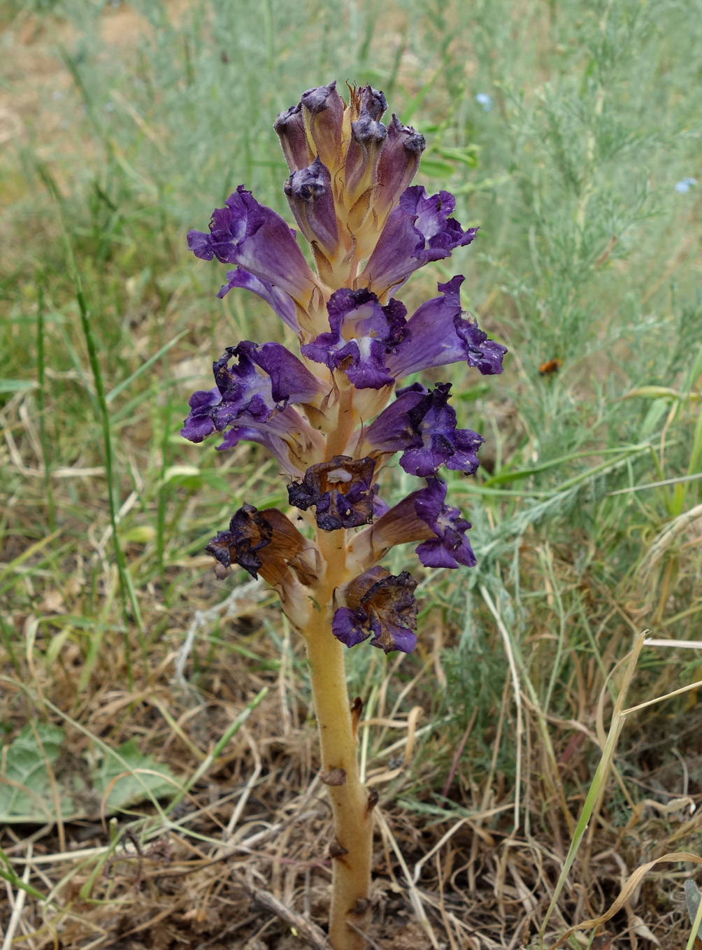 Image of Orobanche amoena specimen.