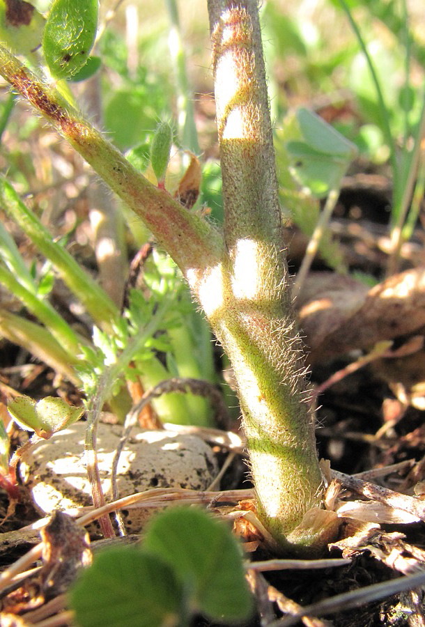 Image of Anthyllis macrocephala specimen.