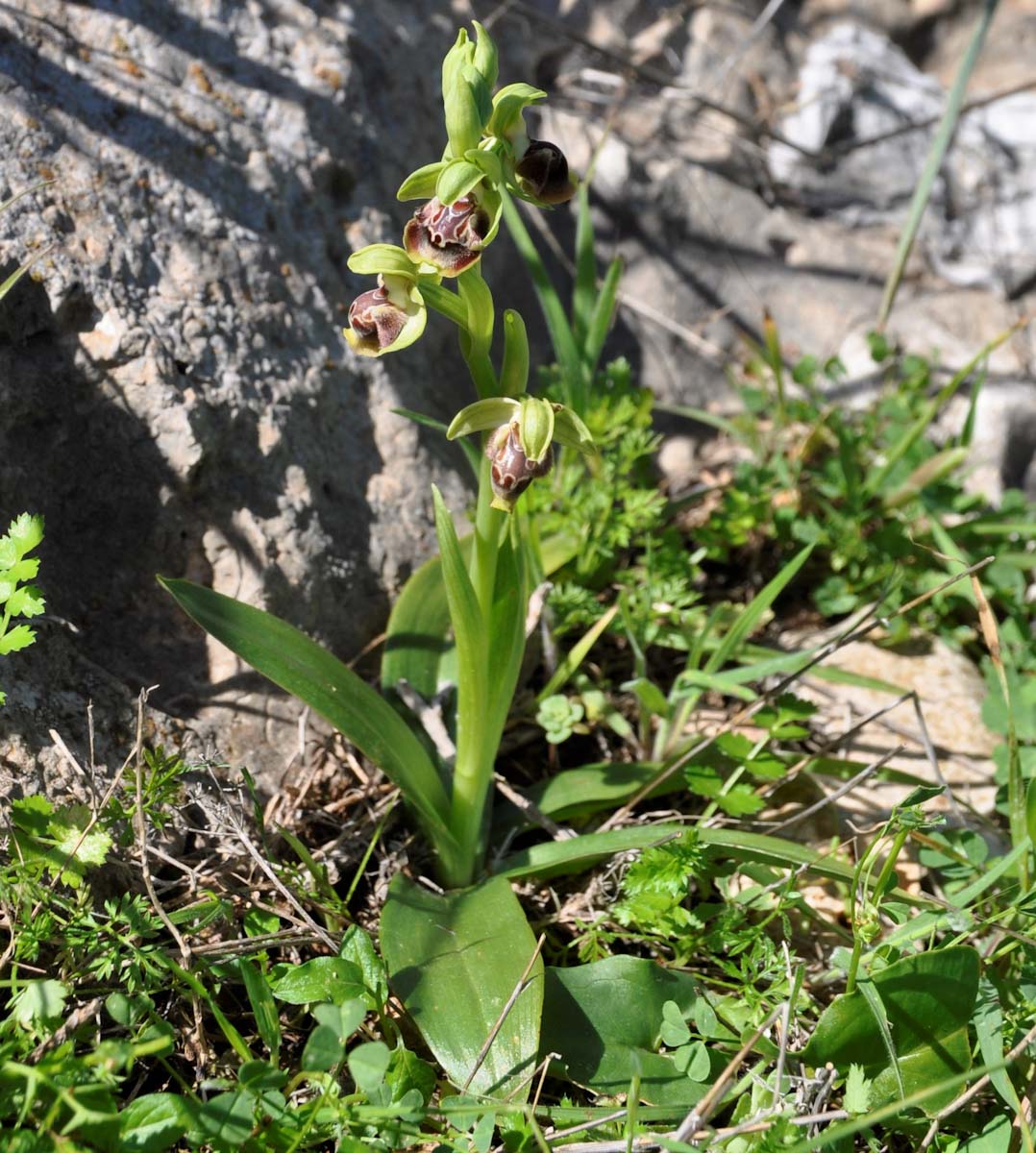 Image of Ophrys flavomarginata specimen.