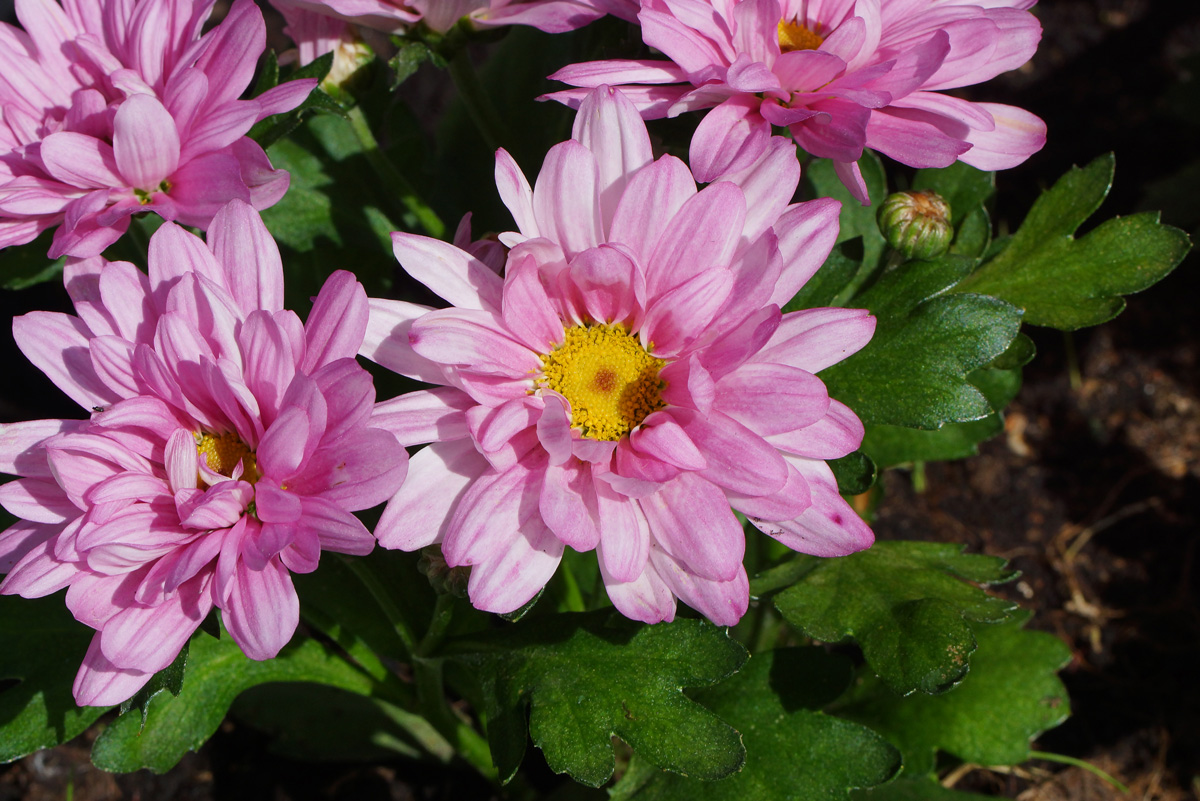 Image of Chrysanthemum indicum specimen.