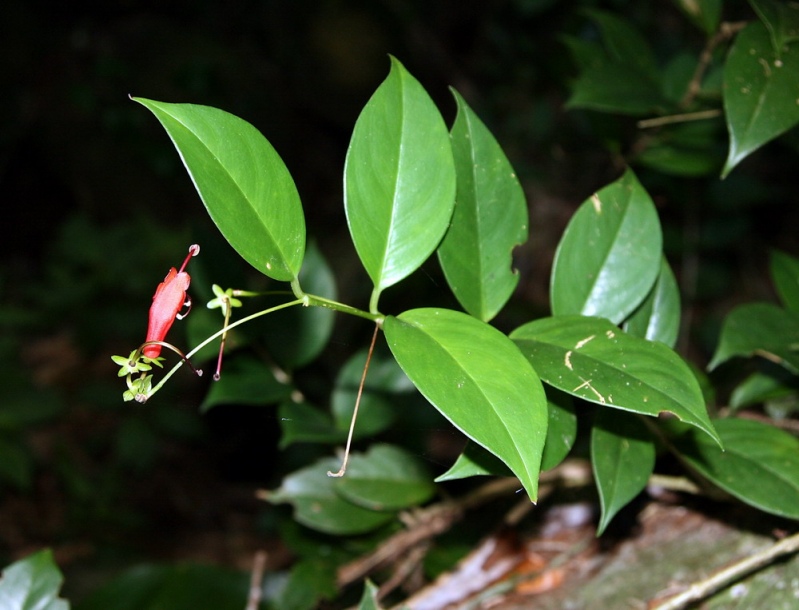 Изображение особи Aeschynanthus moningeriae.