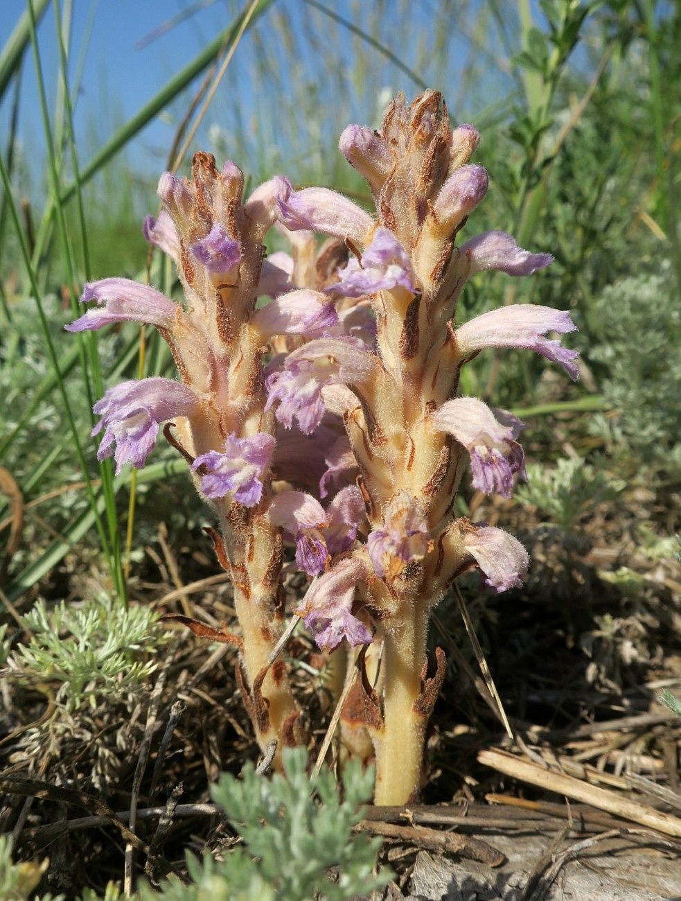 Image of Phelipanche caesia specimen.