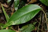 Anthurium lancifolium