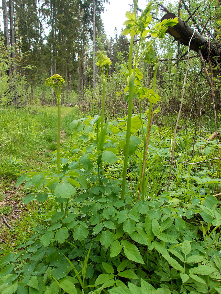 Изображение особи Thalictrum aquilegiifolium.